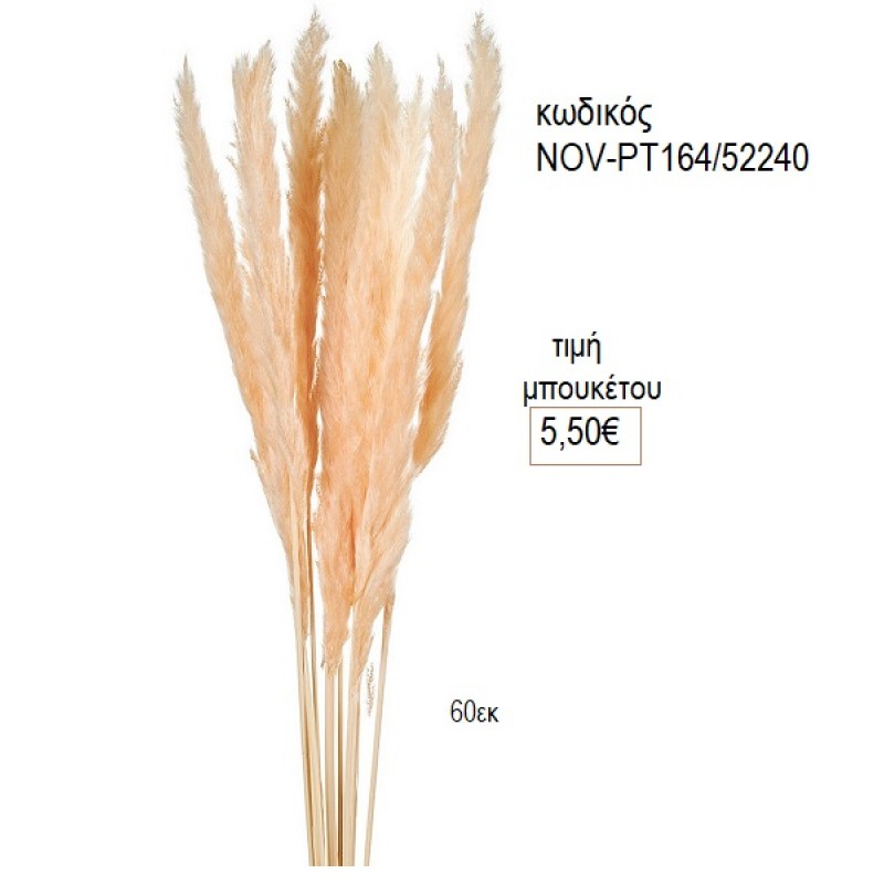 ΑΠΟΞΗΡΑΜΕΝΟ PAMPAS ΜΠΟΥΚΕΤΟ ΧΡΩΜΑ ΣΟΜΩΝ NOV-ΡΤ164/52240 5.50€!!! ΑΠΟΞΗΡΑΜΕΝΟ PAMPAS ΜΠΟΥΚΕΤΟ ΧΡΩΜΑ ΣΟΜΩΝ NOV-ΡΤ164/52240 5.50€!!!