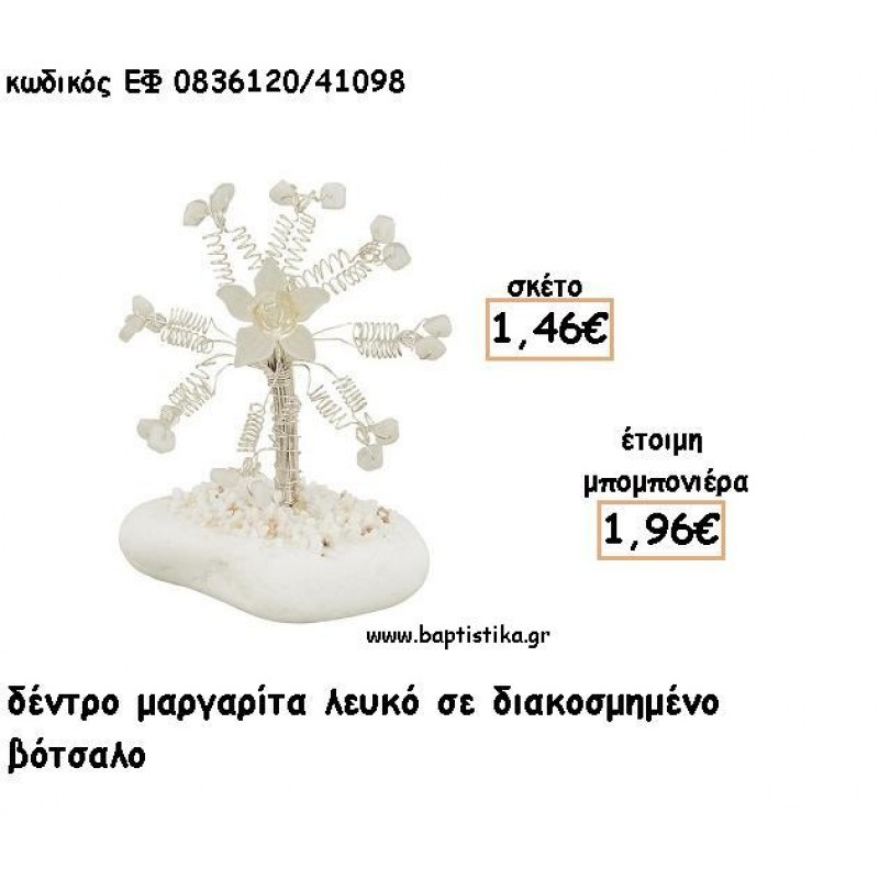 ΜΑΡΓΑΡΙΤΑ ΔΕΝΤΡΟ ΛΕΥΚΟ ΣΕ ΒΟΤΣΑΛΟ ΓΙΑ ΜΠΟΜΠΟΝΙΕΡΕΣ - ΔΩΡΟ ΕΦ Λ0836120/41098 ΜΑΡΓΑΡΙΤΑ ΔΕΝΤΡΟ ΛΕΥΚΟ ΣΕ ΒΟΤΣΑΛΟ ΓΙΑ ΜΠΟΜΠΟΝΙΕΡΕΣ - ΔΩΡΟ ΕΦ Λ0836120/41098